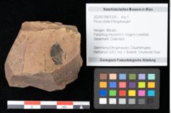 Foto (Objekt + Etikett) von Pinus ciliata Ettingshausen (NHMW-GEO-2024-0188-0329)